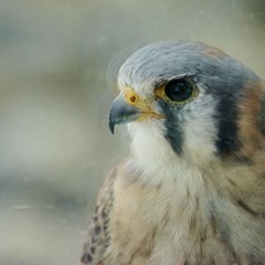 Falco sparverius