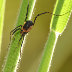 Protolophus niger
