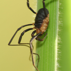 Protolophus niger