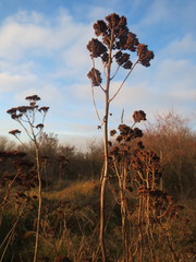 Hylotelephium telephium