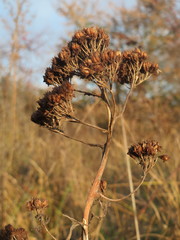 Hylotelephium telephium