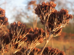 Hylotelephium telephium