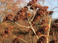 Hylotelephium telephium