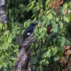 Clamator levaillantii