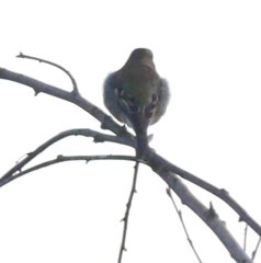 Fringilla coelebs coelebs