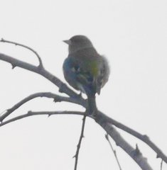 Fringilla coelebs coelebs