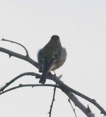 Fringilla coelebs coelebs