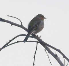 Fringilla coelebs coelebs