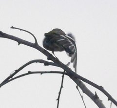 Fringilla coelebs coelebs