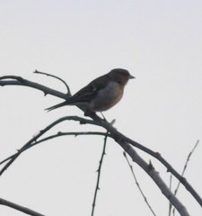 Fringilla coelebs coelebs