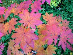 Acer japonicum