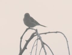 Fringilla coelebs coelebs