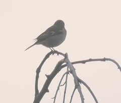 Fringilla coelebs coelebs