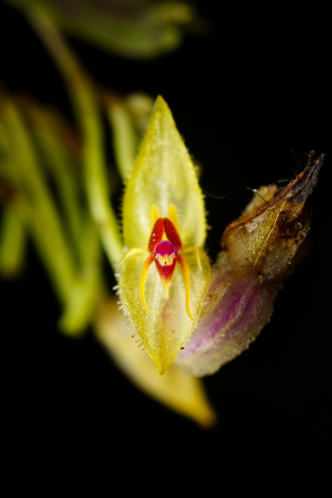 Lepanthes skeleton