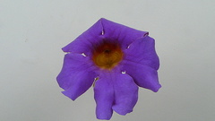 Amphilophium scabriusculum