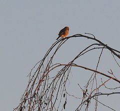 Fringilla coelebs coelebs