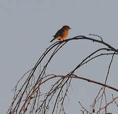 Fringilla coelebs coelebs