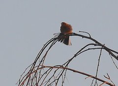 Fringilla coelebs coelebs