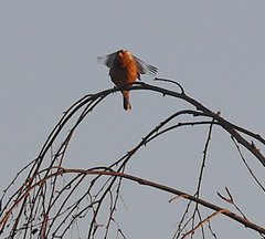 Fringilla coelebs coelebs