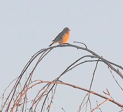 Fringilla coelebs coelebs