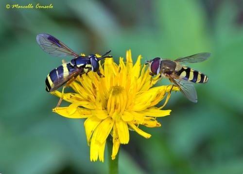 two-banded wasp hoverfly