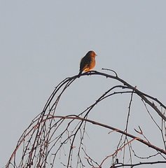 Fringilla coelebs coelebs