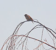 Fringilla coelebs coelebs