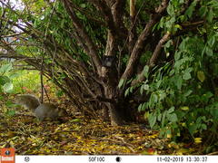 Sciurus carolinensis