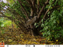 Sciurus carolinensis