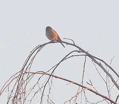 Fringilla coelebs coelebs
