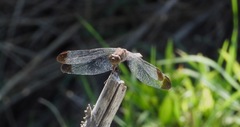 Erythrodiplax atroterminata