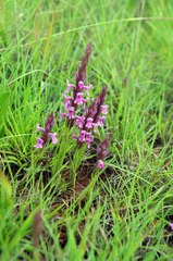 Striga bilabiata bilabiata