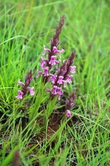 Striga bilabiata bilabiata