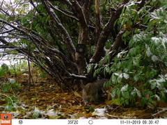 Sciurus carolinensis