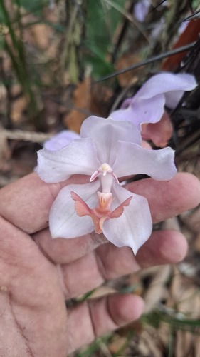 Aganisia cyanea, photograph 3