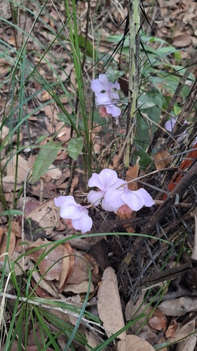 Aganisia cyanea, photograph 2