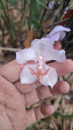 Blue orchid (Aganisia cyanea)