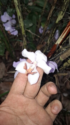 Aganisia cyanea, photograph 4