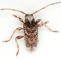 Callipogonius cornutus