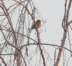 Fringilla coelebs coelebs