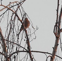 Fringilla coelebs coelebs