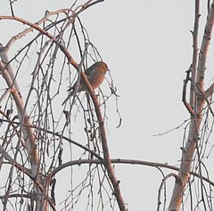 Fringilla coelebs coelebs