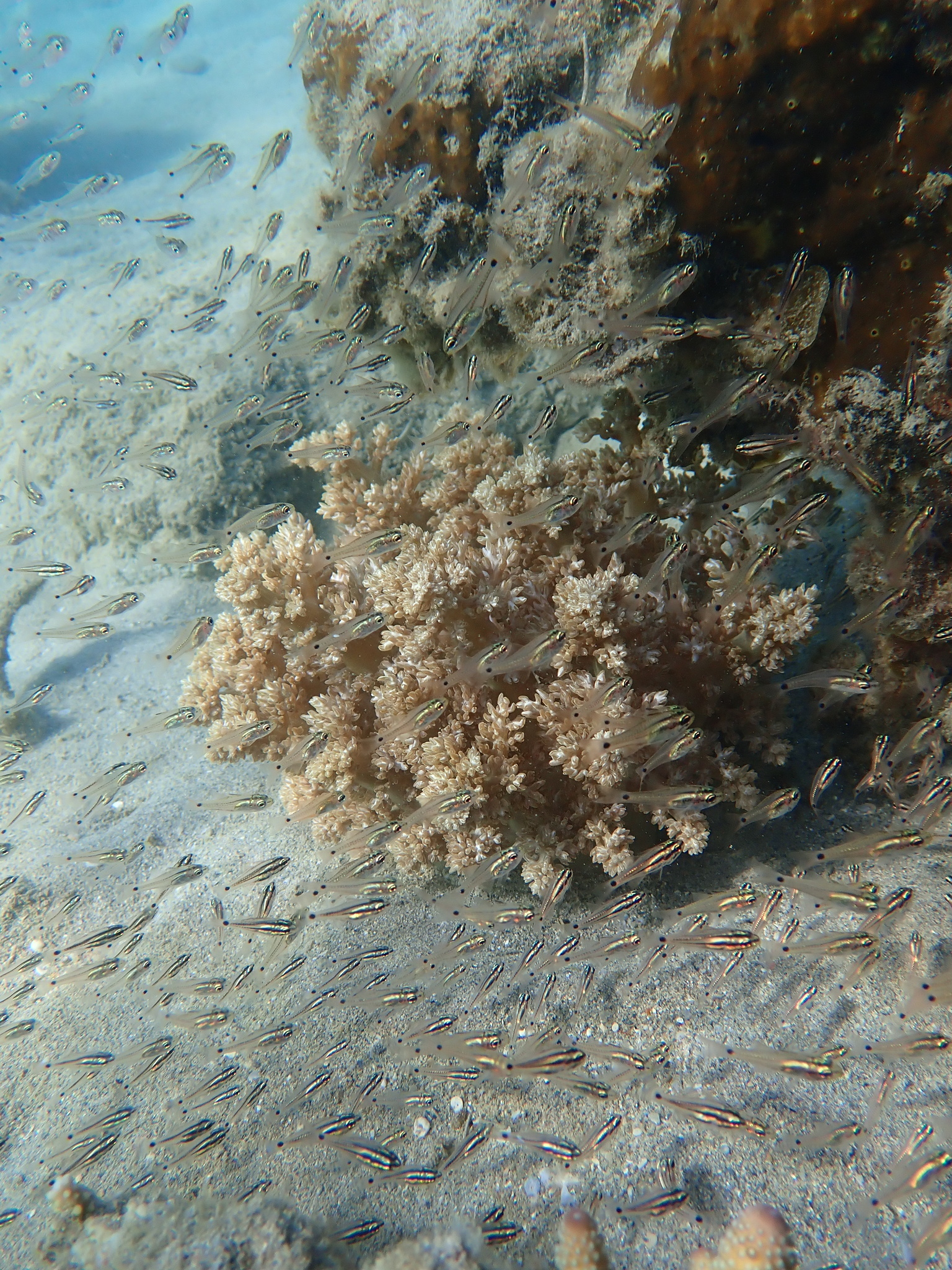 Actinodendron arboreum (Quoy & Gaimard, 1833)