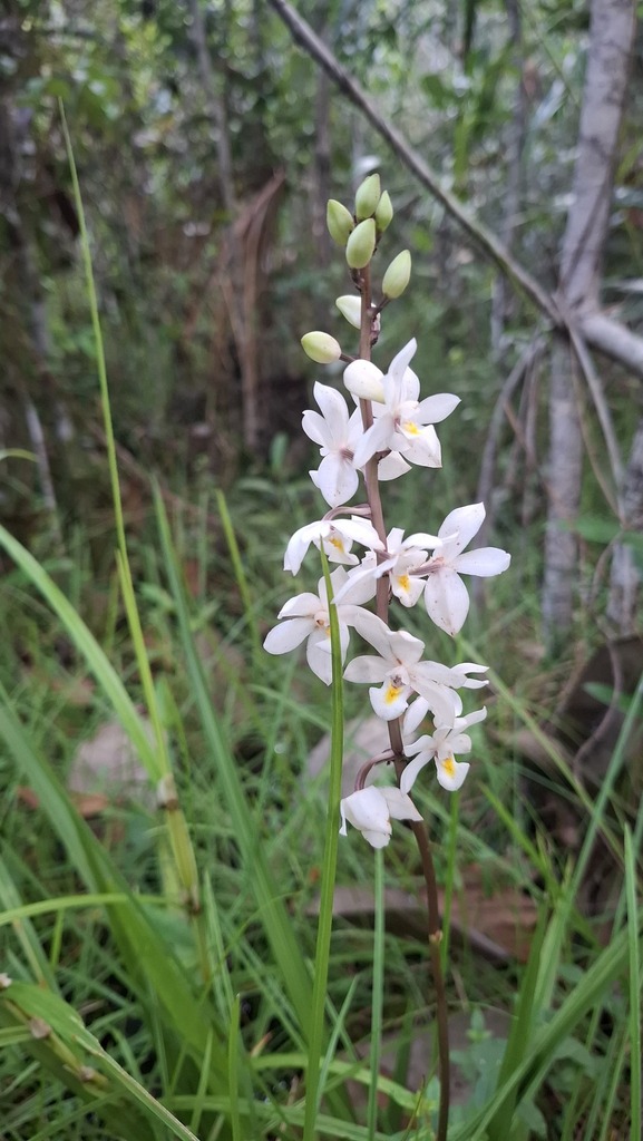 Otostylis brachystalix