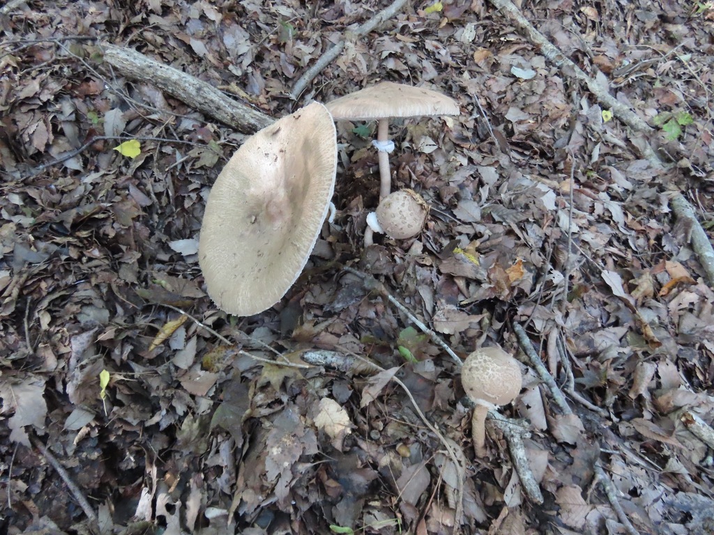 Macrolepiota procera · October 2025 · photo: © belvedere04 (iNaturalist, cc-by-nc)