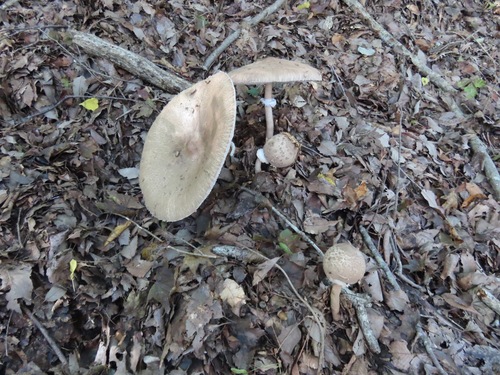 Macrolepiota procera