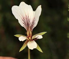 Pelargonium praemorsum, photograph (c) Wynand Uys, some rights reserved (CC BY)