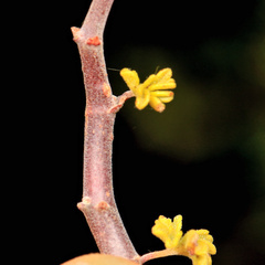 Pelargonium praemorsum, photograph (c) Wynand Uys, some rights reserved (CC BY)