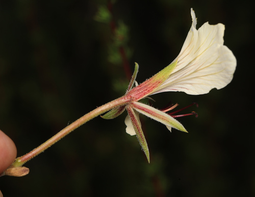 Pelargonium praemorsum, photograph 4