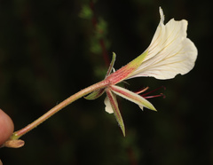 Pelargonium praemorsum, photograph (c) Wynand Uys, some rights reserved (CC BY)